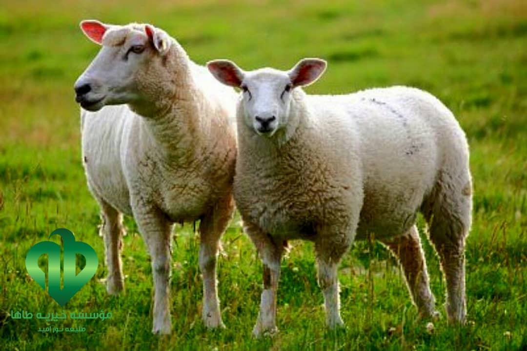 اهدای گوسفند قربانی در دزفول وخراسان جنوبی